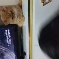 Brazilian Shorthair, Kedi  Tarçın fotoğrafı