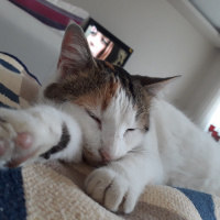  Kedi  Mırmır fotoğrafı