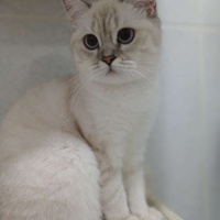 British Shorthair, Kedi  Polen fotoğrafı
