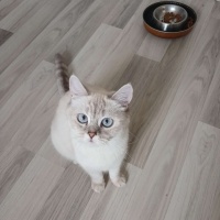 British Shorthair, Kedi  Polen fotoğrafı
