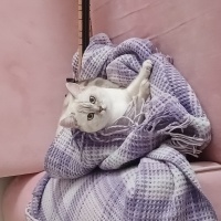 British Shorthair, Kedi  Polen fotoğrafı