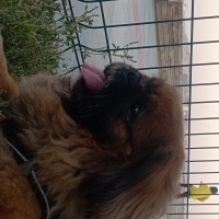 Pekingese, Köpek  Vegas fotoğrafı