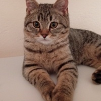 British Shorthair, Kedi  Gece fotoğrafı