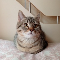 British Shorthair, Kedi  Gece fotoğrafı