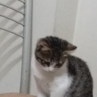 Tekir Kedi, Kedi  Şebelek fotoğrafı