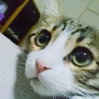 Tekir Kedi, Kedi  Şebelek fotoğrafı