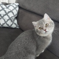 British Shorthair, Kedi  Monica fotoğrafı
