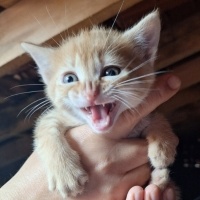 Sarman, Kedi  Oscar fotoğrafı