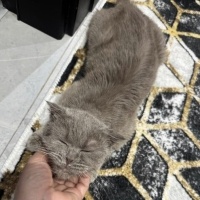 Scottish Fold, Kedi  lara fotoğrafı