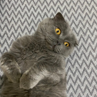 Scottish Fold, Kedi  Nusret fotoğrafı