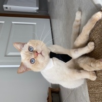 British Shorthair, Kedi  Ares fotoğrafı