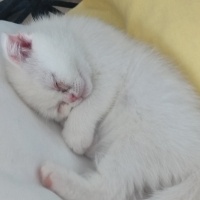 Scottish Fold, Kedi  Sütlaç fotoğrafı