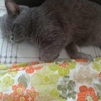 British Shorthair, Kedi  Markus fotoğrafı