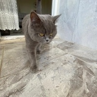 British Shorthair, Kedi  Markus fotoğrafı