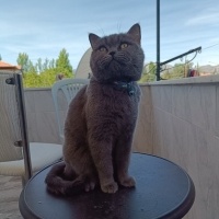 British Shorthair, Kedi  Markus fotoğrafı