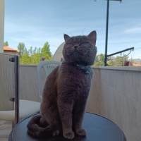 British Shorthair, Kedi  Markus fotoğrafı