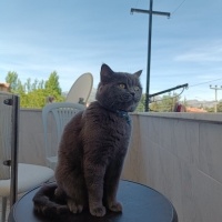 British Shorthair, Kedi  Markus fotoğrafı