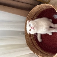 Scottish Fold, Kedi  Casper fotoğrafı