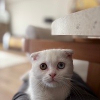 Scottish Fold, Kedi  Casper fotoğrafı