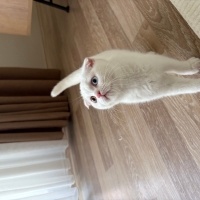 Scottish Fold, Kedi  Casper fotoğrafı