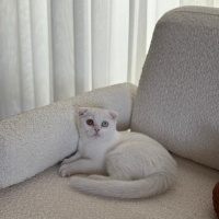 Scottish Fold, Kedi  Casper fotoğrafı