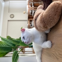 Scottish Fold, Kedi  Casper fotoğrafı