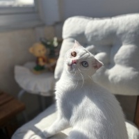 Scottish Fold, Kedi  Casper fotoğrafı