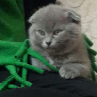 Scottish Fold, Kedi  Arthur fotoğrafı