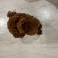 Poodle (Minyatür Kaniş), Köpek  Bella fotoğrafı