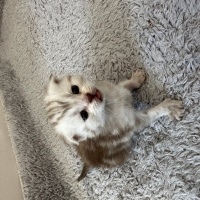 Scottish Fold, Kedi  Yavru fotoğrafı
