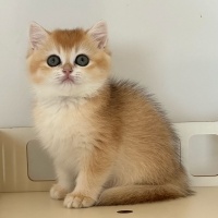 British Shorthair, Kedi  Leo fotoğrafı