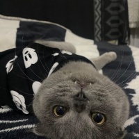 Scottish Fold, Kedi  Eylül fotoğrafı