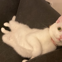 Ankara Kedisi, Kedi  Mişamıza yuva arıyoruz fotoğrafı