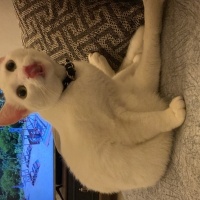 Ankara Kedisi, Kedi  Mişamıza yuva arıyoruz fotoğrafı