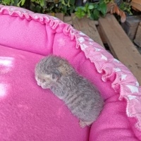 Tekir Kedi, Kedi  Pırasa fotoğrafı