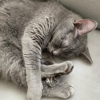 British Longhair, Kedi  Lady fotoğrafı