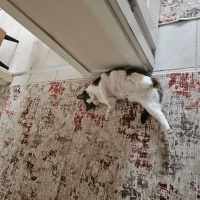 Tekir Kedi, Kedi  Pamuk fotoğrafı