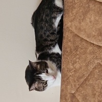Tekir Kedi, Kedi  Pamuk fotoğrafı