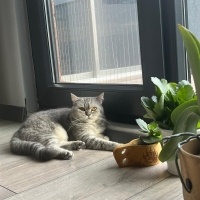British Shorthair, Kedi  Pera fotoğrafı