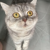 British Shorthair, Kedi  Pera fotoğrafı