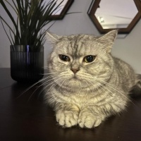 British Shorthair, Kedi  Pera fotoğrafı