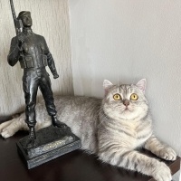 British Shorthair, Kedi  Pera fotoğrafı