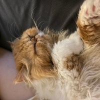 İran Kedisi (Persian), Kedi  Sando fotoğrafı