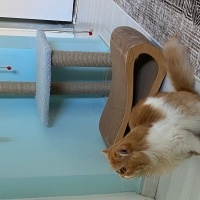 İran Kedisi (Persian), Kedi  Sando fotoğrafı