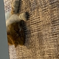 İran Kedisi (Persian), Kedi  Sando fotoğrafı
