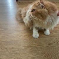 İran Kedisi (Persian), Kedi  Sando fotoğrafı