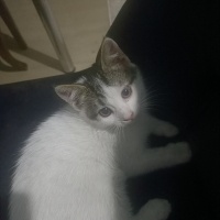 Tekir Kedi, Kedi  Zeytin fotoğrafı