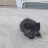 Tekir Kedi, Kedi  Pakize fotoğrafı
