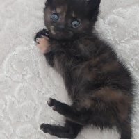 Tekir Kedi, Kedi  Pakize fotoğrafı