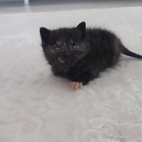 Tekir Kedi, Kedi  Pakize fotoğrafı